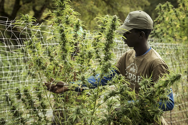 Cannabisdråber vs. andre former for medicinsk cannabis: Hvad er forskellen?