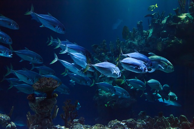 Miljøvenlige tørdragter: Hvordan bæredygtighed spiller en rolle i dykkerindustrien.